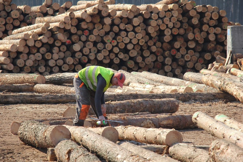 Najdłuższa w Europie linia sortowania drewna stanie w Stora...