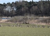 Dzikie ptaki niszczą uprawy w regionie, a rolnicy wciąż tylko liczą straty. Czekają na pomoc