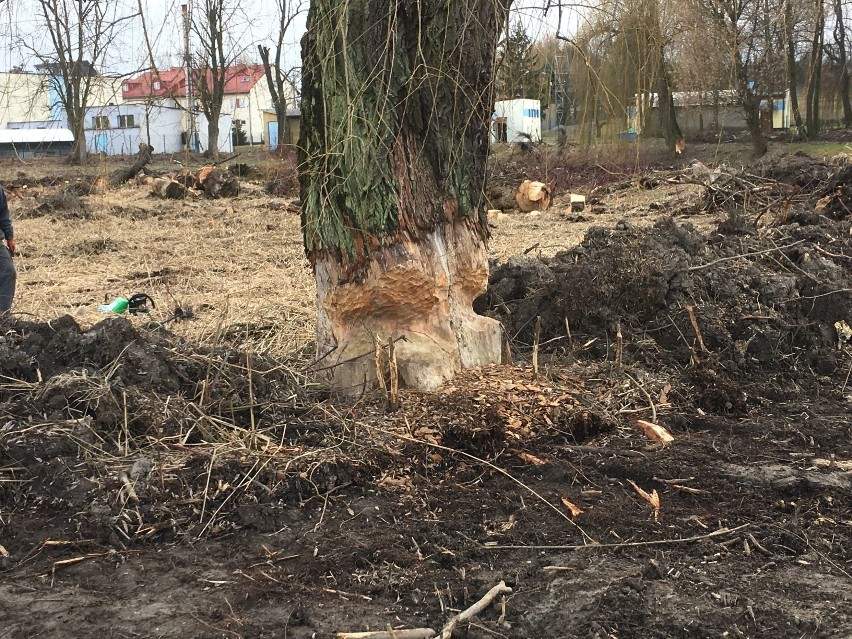 Miechów. Kontrowersje wokół wycinki drzew w parku miejskim