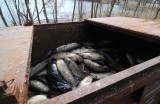 Policja namierzyła zakład produkujący nielegalną mączkę rybną
