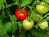 W sierpniu zetnij wierzchołki pomidorów! Wyjaśniamy, czemu to służy. Co z podcinaniem pomidorów i ich ogławianiem?