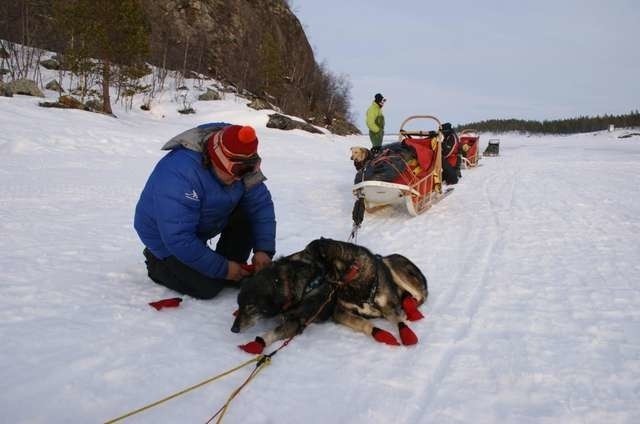 Podczas wyprawy psy przebiegły 350 km. Ochraniacze na łapy w tak ekstremalnych warunkach były niezbędne