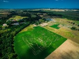 Kurozwęki. Niesamowity labirynt w kukurydzy z Marszałkiem już gotowy! ZDJĘCIA Z DRONA 