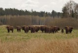 Leśnicy z Nadleśnictwa Żednia zarejestrowali małe żubry w stadzie wolnościowym (zdjęcia, video)