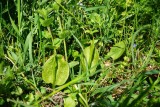 Botaniczne odkrycie pod Krosnem. Na łąkach w rejonie wsi Wojkówka rośnie rzadka paproć - nasięźrzał. Ma miłosne działanie [FOTO]