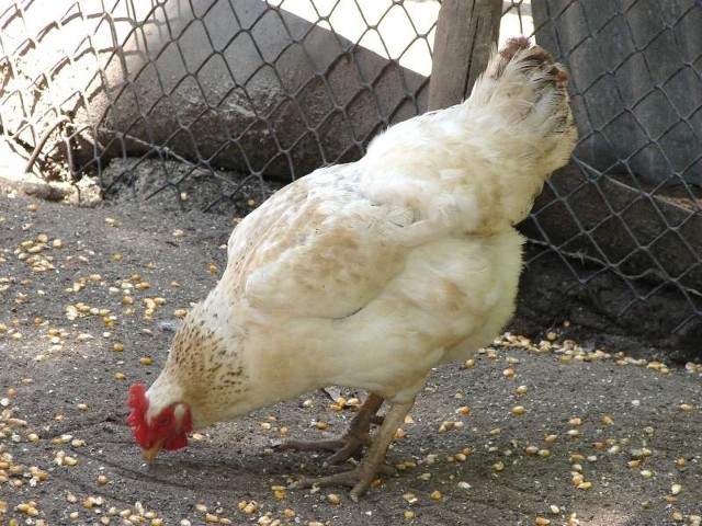 Z fermy drobiu w Mielęcinie skradziono 30 kurczaków.