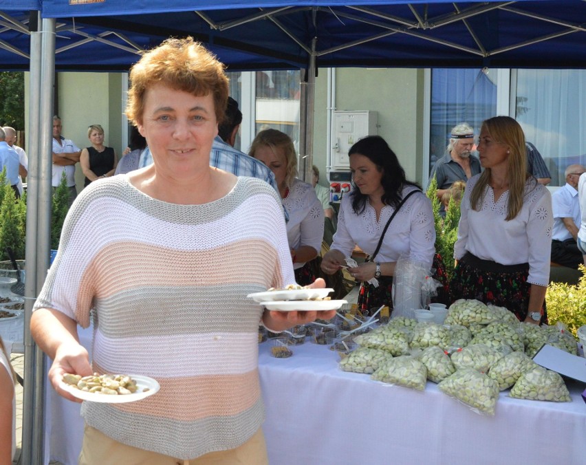 Cena bobu jest dobra, więc w Sudołku mogli świętować