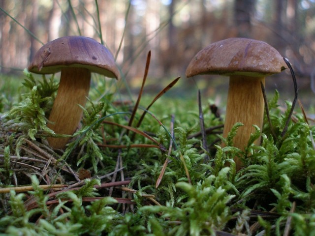 Tylko w jeden weekend w lasach powiatu lubartowskiego zgubiło się czterech grzybiarzy