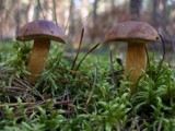 Lubartów: Czterech grzybiarzy zgubiło się w lesie w jeden weekend