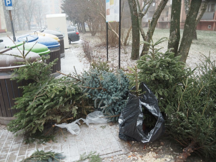 Co zrobić ze świątecznym drzewkiem w Łodzi? Miejskie Przedsiębiorstwo Oczyszczania organizuje objazdową zbiórkę choinek