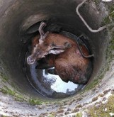 Uratowali jelenia, który wpadł do niezabezpieczonej studzienki melioracyjnej