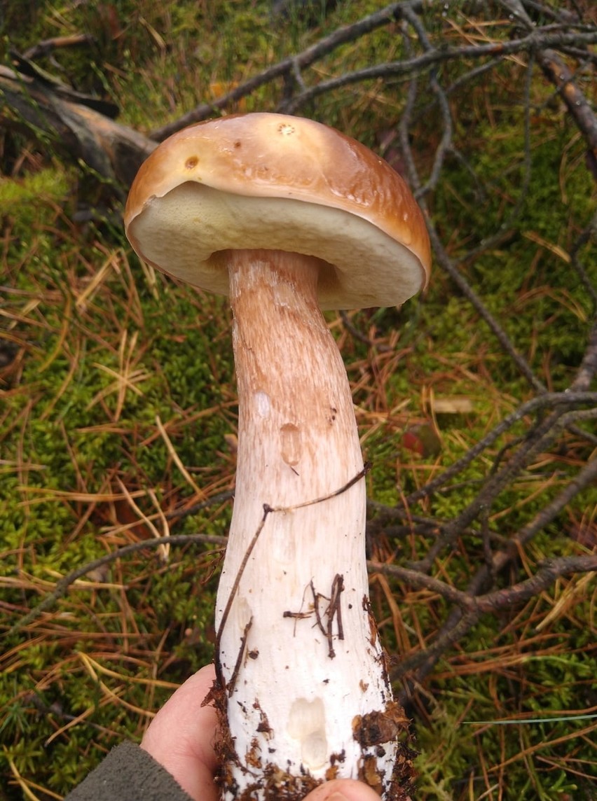 W radomskie lasy wyruszyło wielu grzybiarzy mających...