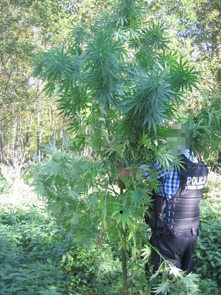 Golubsko-dobrzyńscy policjanci zlikwidowali plantację konopi. Najwyższe krzewy miały 3 metry wysokości