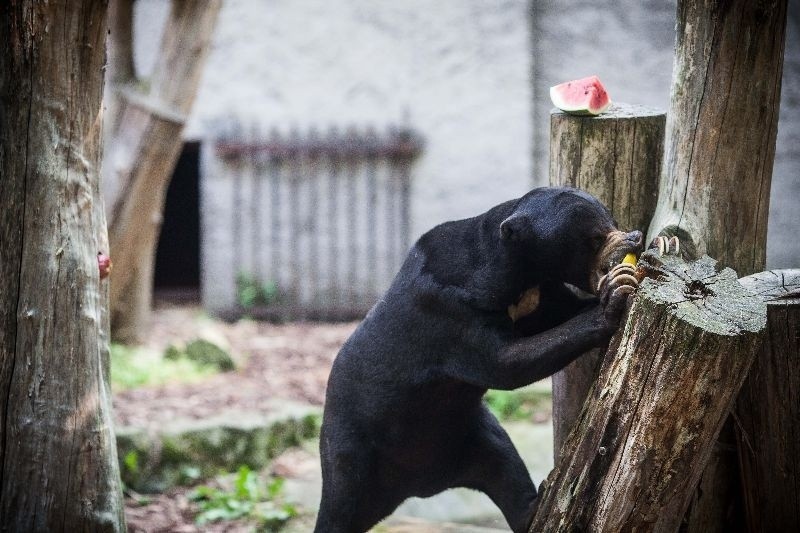 Łodzianie zafundowali niedźwiedziom nowoczesne leki. By misia nie łamało w kościach