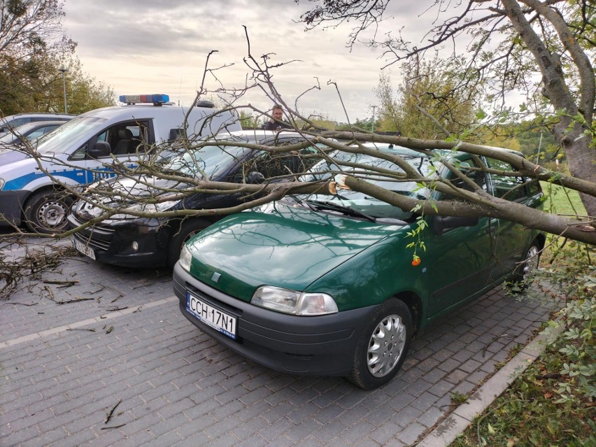 Drzewo spadło na dwa samochody w Chełmnie
