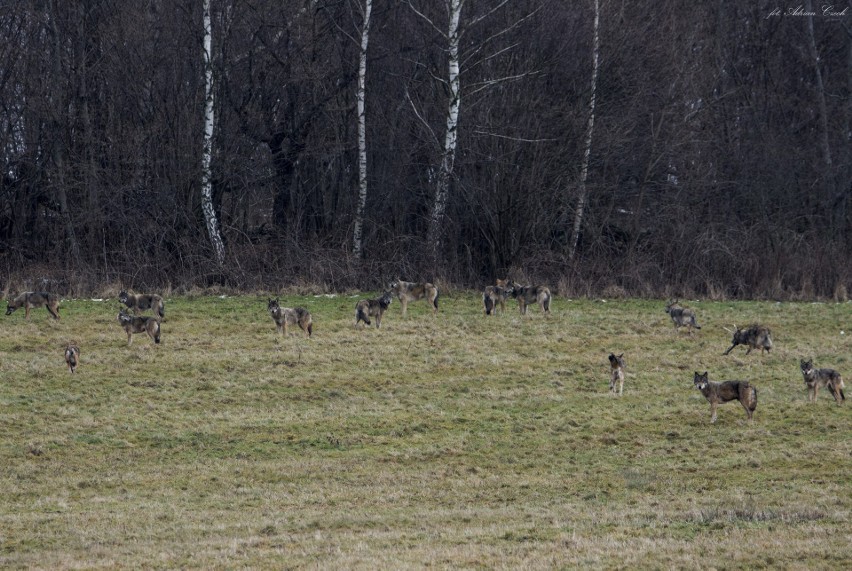 Niezwykła wataha sfotografowana w Bieszczadach. Liczyła 23 wilki. Zobacz zdjęcia!