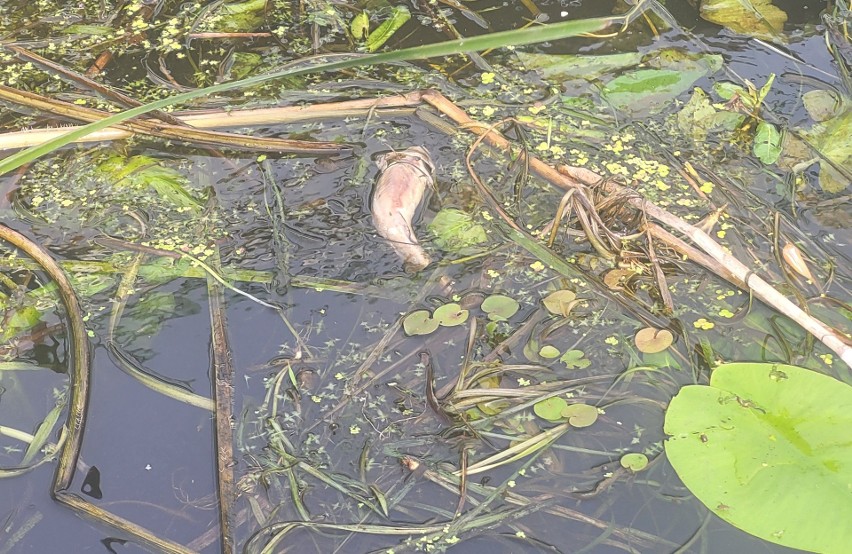 Ryby duszą się w Biebrzy. Zawartość tlenu jest miejscami...