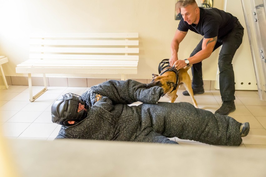 Bunt w Areszcie Śledczym w Białymstoku. Osadzony zamknął się w warsztacie. Do akcji musiał wkroczyć pies służbowy. Takie ćwiczenia (wideo)