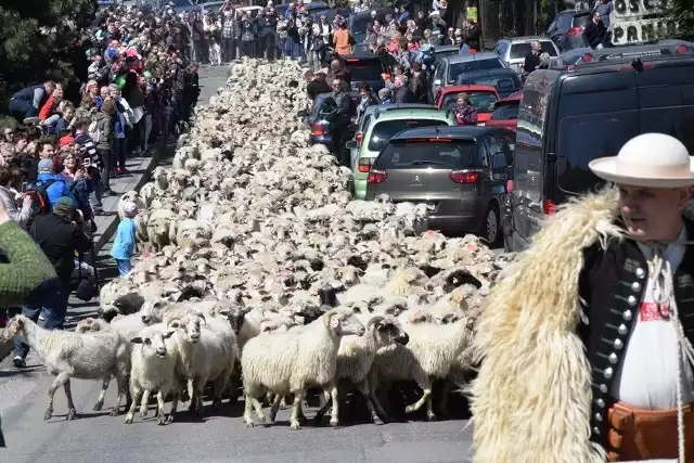 Miyszani owiec w Koniakowie 2017