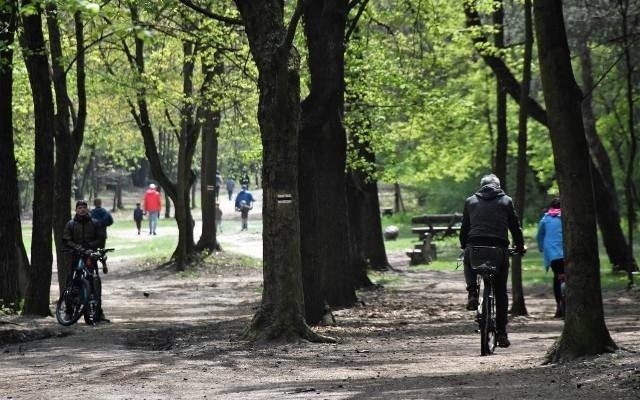 Las. Z obowiązku zakrywania ust i nosa jesteśmy zwolnieni na...