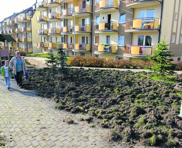 Kilka lat temu dziki pojawiły się przed blokami przy ul. Olsztyńskiej 12 w Toruniu. Tak wyglądały zbuchtowane nocą trawniki