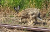 Wybudowali nowy peron w Wadowicach, ale pociągi nie jeżdżą [ZDJĘCIA]