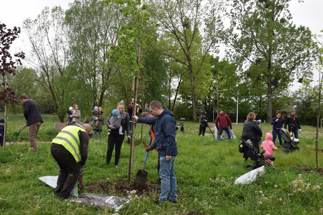 Podczas II edycji sadzenia drzew w parku Suble posadzonych zostało 25 lip i klonów