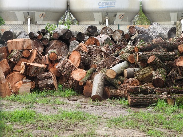 Na licytacji można będzie kupić drewno opałowe mieszane (z przewagą liściastego miękkiego) w ilości 513,21 metra  przestrzennego