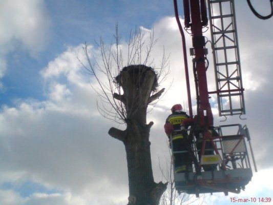 Skarżyscy strażacy usunęli pędy drzewa, które nie pozwalały bocianom dostać się do gniazda. 