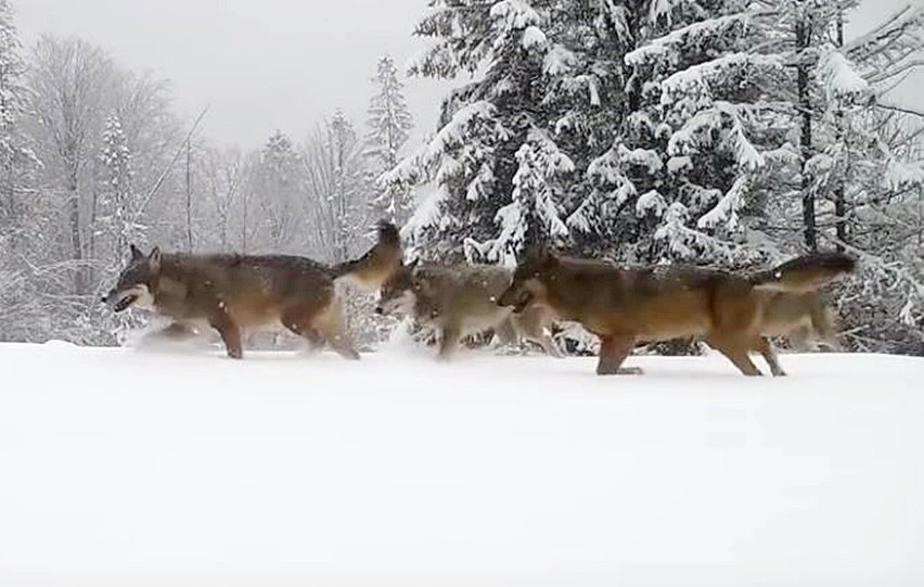 Wataha wilków w Beskidach uchwycona w fotopułapce....