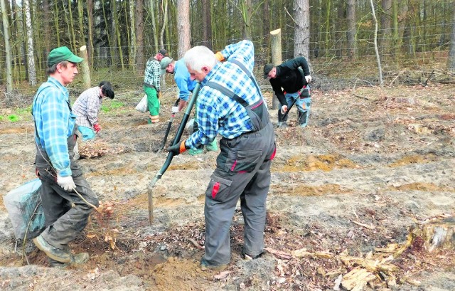 Posadzą aż 26 milionów drzew!Posadzą aż 26 milionów drzew!