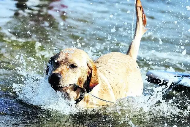 Plażowanie z psem, choć nie jest niemożliwe to często utrudnione. Wizyta z czworonogiem na plaży poza wyznaczonymi strefami może grozić mandatem nawet do 500 zł. Dlatego przed wyjazdem na wakacje warto sprawdzić kąpieliska, które bezpiecznie wejdziemy ze swoim pupilem. Poznajcie nasze top 10 plaż dla psów nad morzem w regionie. To wcale nie tak daleko od Szczecina. P.S. Pamiętajcie tylko żeby zaopatrzyć się w smycz i zestaw do sprzątania po psiaku.Szczegóły na kolejnych podstronach! >>>