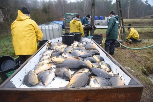 Wprowadzenie zakazu sprzedaży żywej ryby oznaczałoby, że karp od chwili zmiany przepisów będzie musiał być zabijany w miejscu zakupu