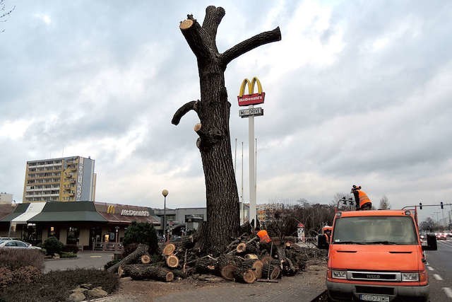 Słynna topola, chociaż martwa, nie zniknie z panoramy Rubinkowa. Kilka dni temu została przycięta. Jej pień zostanie obsadzony pnączami