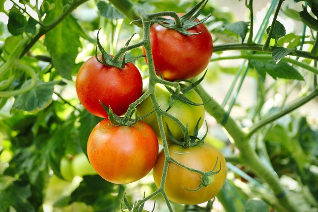 Niektóre rośliny wpływają korzystnie na rozwój i zdrowie pomidorów, a nawet ich smak. Ale są też takie, które mogą im zaszkodzić.
