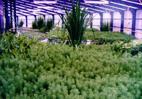 Obiekt będzie oszklony z oczywistych względów: przecież rośliny - jak te w Palmiarni - potrzebują słońca (fot. Biopax)
