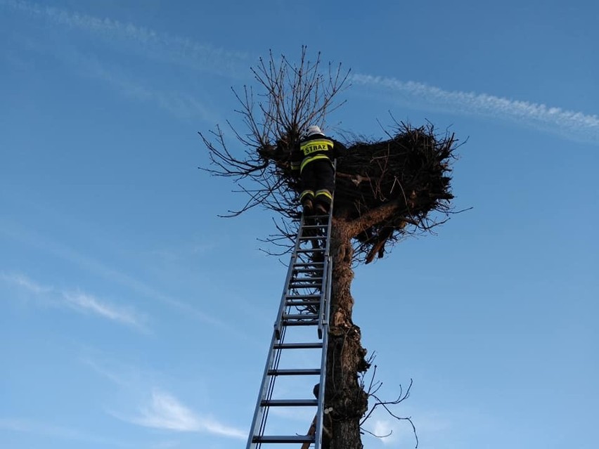 Gmina Kazanów. Strażacy pomogli przygotować gniazdo przylatującym bocianom we wsi Miechów