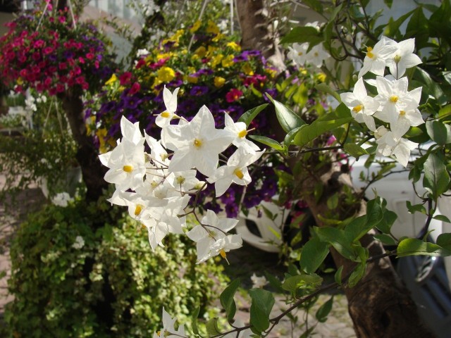 Psianka jaśminowa to pnącze o ładnych, najczęściej białych, gwiazdkowatych kwiatach.