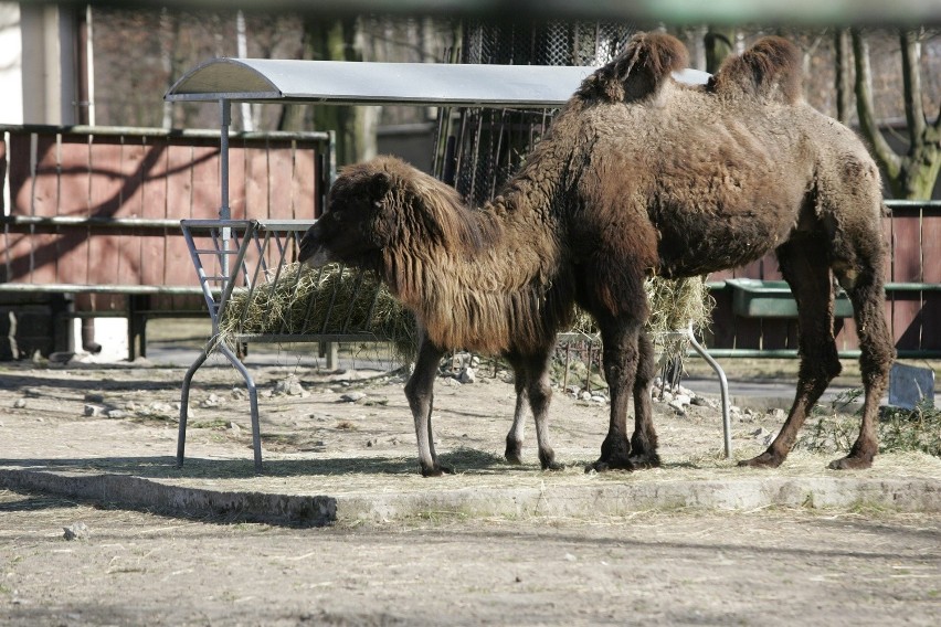 Śląski Ogród Zoologiczny