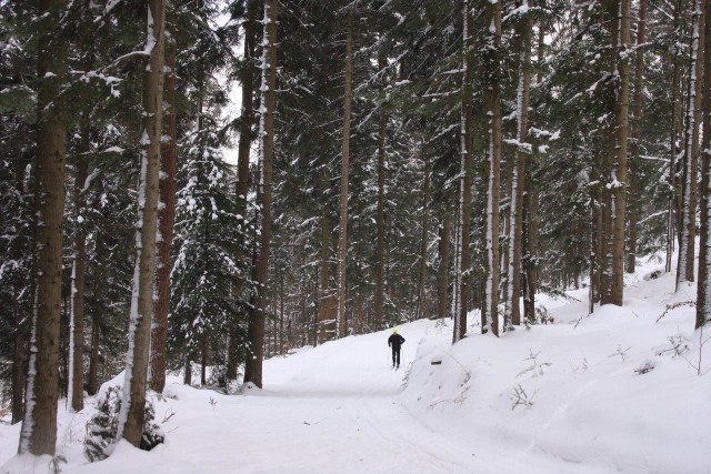 Trasy w Czarnorzekach to atrakcja dla miłośników biegania na nartach