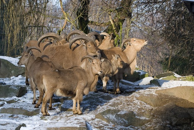 Krakowskie Zoo. Zwierzaki już przygotowane na zimę [ZDJĘCIA]