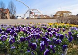 Cały Gdańsk w kwiatach. Bratki pojawiły się w wielu miejscach w mieście [zdjęcia]