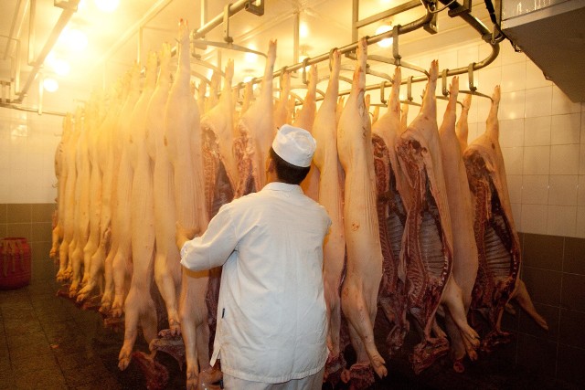 Nowelizacja ustawy ma jeszcze bardziej uszczelnić kontrolę nad ubojem zwierząt, tak by do handlu nie trafiało mięso zwierząt chorych, które nie powinno być zjadane oraz aby ubój przebiegał bardziej humanitarnie