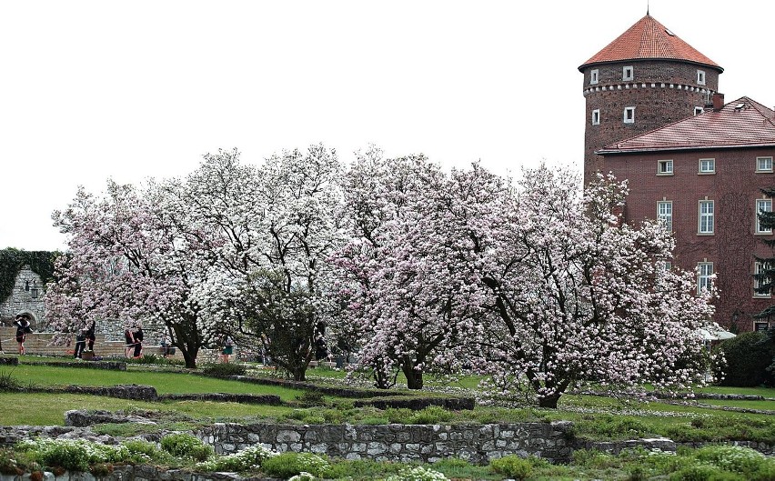 Piękna magnolia zakwitła na wzgórzu Wawelskim