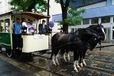 MPK Poznań: Przez centrum miasta przejechała jubileuszowa parada pojazdów z okazji 140-lecia komunikacji miejskiej w Poznaniu