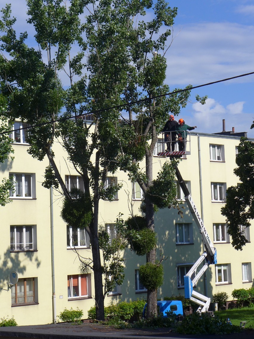 - Mamy sezon lęgowy, w tym czasie nie powinno się wycinać...