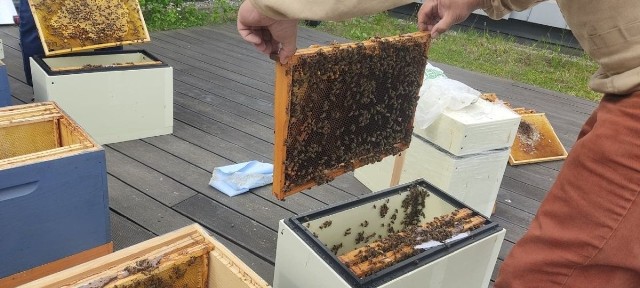 Kolejna pszczela rodzina wprowadziła się na dach EC1! Jednak od teraz będzie można je obserwować nawet zimą!