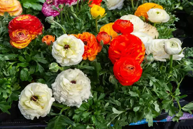 Jaskry, a może petunie, surfinie i pelargonie? Można wybierać w gatunkach, odmianach i kolorach.