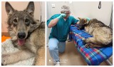 Uratowany wilk stracił przednią łapę. Lekarze ze Szczecina walczą o zdrowie zwierzęcia [ZDJĘCIA]