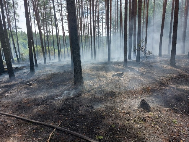 Ogromny pożar lasu na Dolnym Śląsku